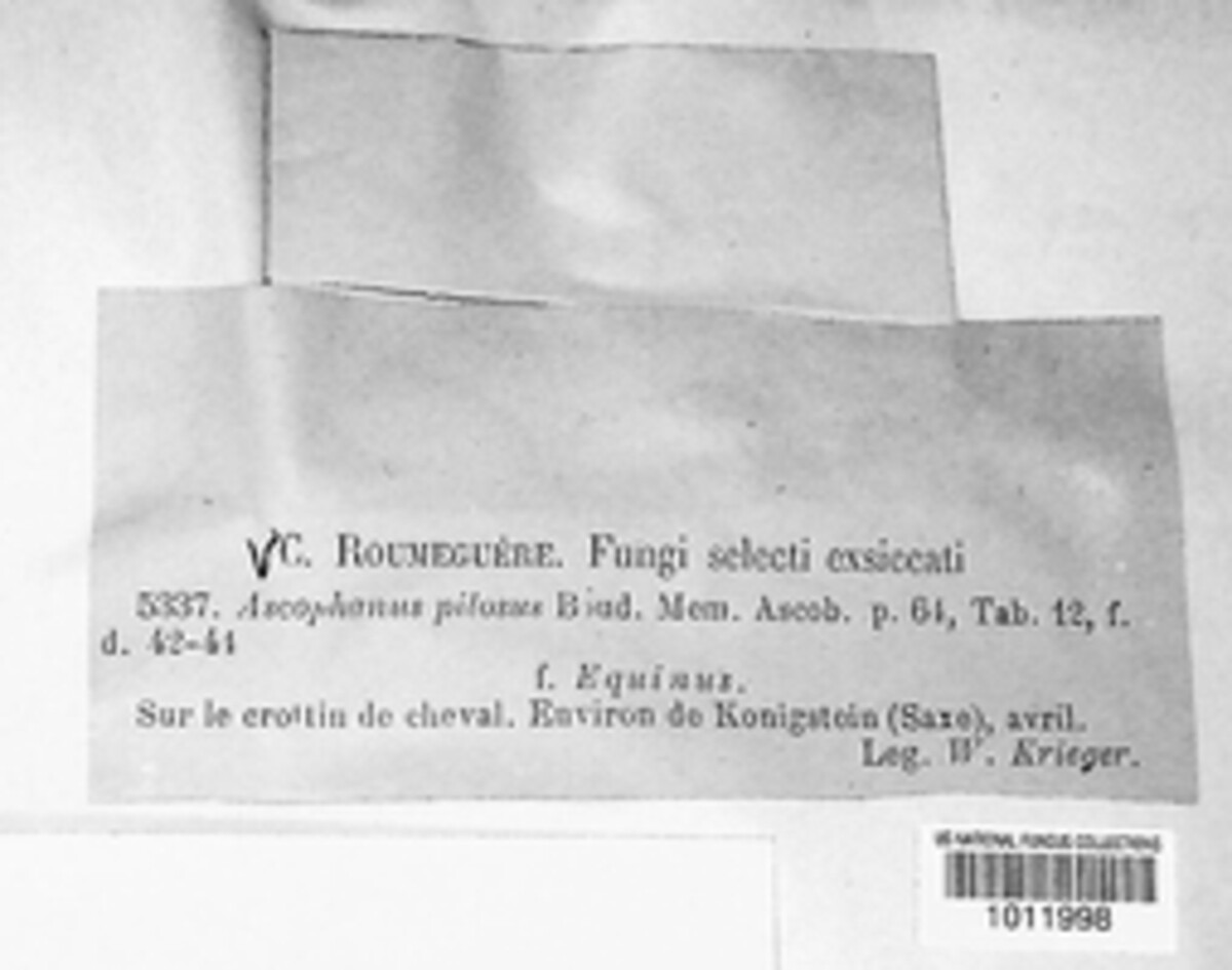 Thelebolaceae image